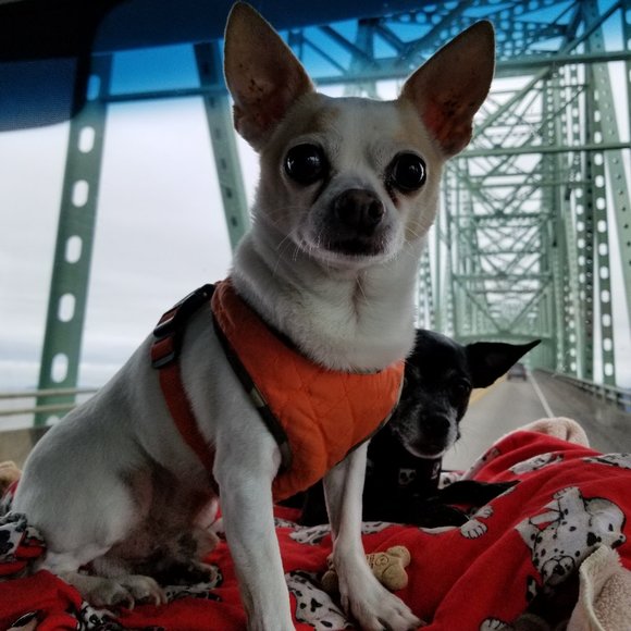 Meet your Posher, Kj - Picture 3 of 14